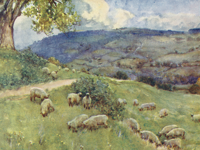 Cotswold sheep pasture, from The Cotswolds by G F Nicholls, Publ A&C Black, 1908, p39.