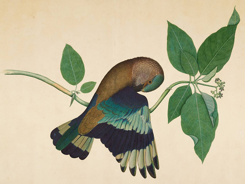Forgotten Masters: Indian Painting for the East India Company at the Wallace Collection