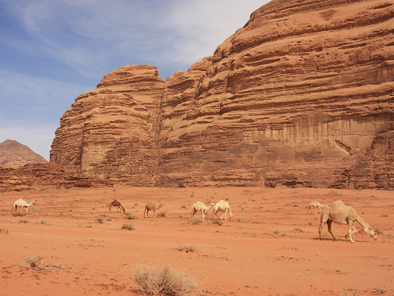 Camels at Wadi Rum, Jordan.