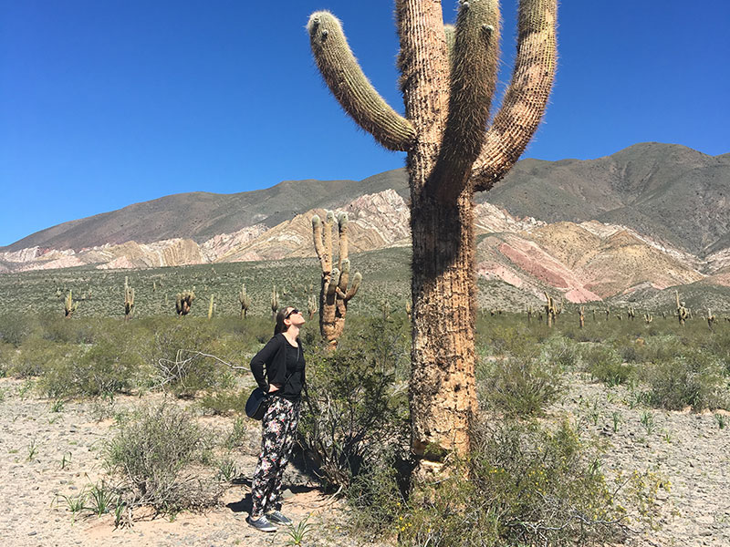 Cactus in the Calchaquí Valley